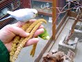 Parakeets part 1
