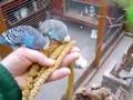 Parakeets part 1
