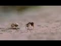 Hormiga VS Araña con un Final Inesperado