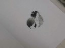 Sparrow Sumi-e Drawing Sparrow Sumi-e Drawing