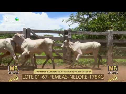 530� LEIL�O VIRTUAL DE CORTE