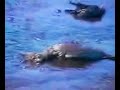 SEA OTTERS
