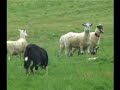 English National Sheepdog Trials 2007 - Jim Cropper