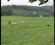 English National Sheepdog Trials 2007 - Jim Cropper