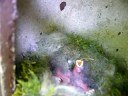 Piccoli di cinciallegra nel nido