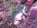 Native Rainbow 23 Inche Pt.3-Sugar Hill Outdoors