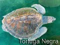 Tortugas