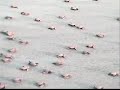 Tortugas