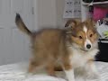 Belle Listens To Opera