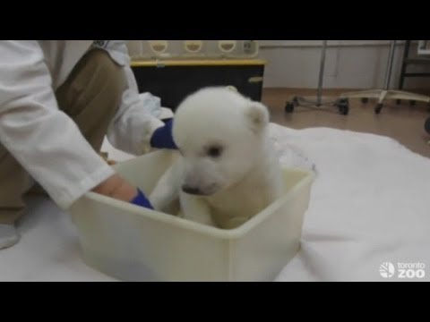 Toronto Zoo's polar bear cub takes his first bath