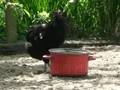 About a Huhn