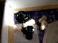 Pups Find Toys