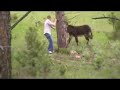 Donkey Runner