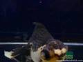 Aquarama 2007 Singapore - Panda Oranda with Dragoneye Pompom