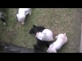 MINIATURE SCHNAUZER PUPPIES 6 WEEKS OLD