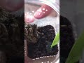 Click here to watch this video Avicularia Versicolor and Grammostola Pulchripes Sling