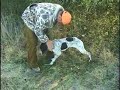 South Carolina Quail hunting South Carolina Quail hunting