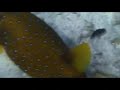 gelber Kofferfisch