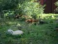Kolm�rden-Dhole Asiatic Dog Eats