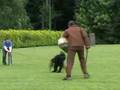 Bouvier-des-Flandres