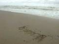 videos de estragos na praia de navegantes :C