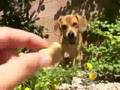 videos de Fredo swimin' with the fishes!  (I know it's fish...)