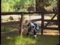 Grace A Dog's Cow Dream - Marilyn Ellis