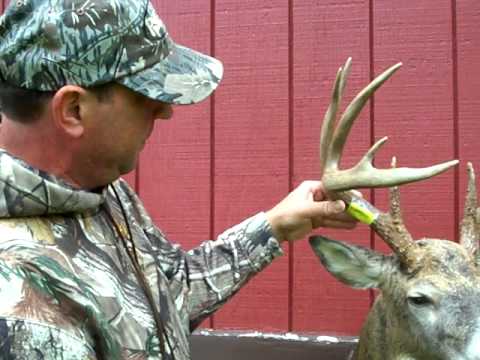 how to properly tag a deer in illinois