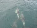 Dauphins communs en baie d\