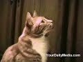 chat chaton cat kitten parler