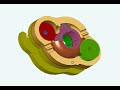 MINH NGUYEN ROTARY PISTON ENGINE - R & D