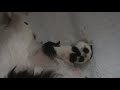 Reutjes Nova-Nouka en Bentho-Nouka 1 week oud