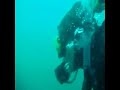 Giant Black Sea Bass