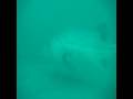 Giant Black Sea Bass