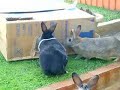 See video