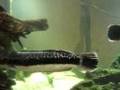 videos de White Belly SnakeHead
