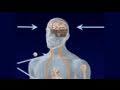 Human Genetics: Human Accelerated Regions in the Genome
