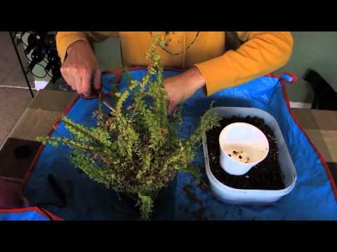 how to transplant rabbit's foot fern