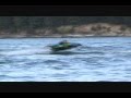 Wanderson - Boia Aquatica.wmv