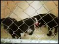 Dogs at the SPCA Dogs at the SPCA