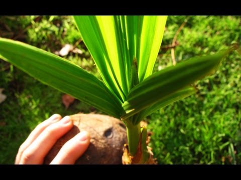 how to fertilize coconut palm trees