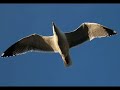 Fern�o Capelo Gaivota - Primeira Parte