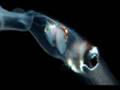 angler fish