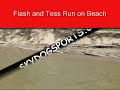 Dogs Race on Beach: