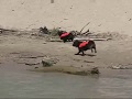 Dogs Race on Beach: