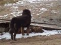 Swans, Mallard ducks and Crazy Dog. Swans, Mallard ducks and Crazy Dog.