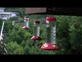 Hummingbird INFESTATION