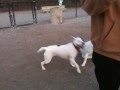Duke at park with staffys