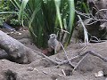 Meercat digging