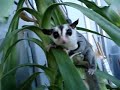 Rocky (Sugar Glider) Exploring the Greenhouse Rocky (Sugar Glider) Exploring the Greenhouse